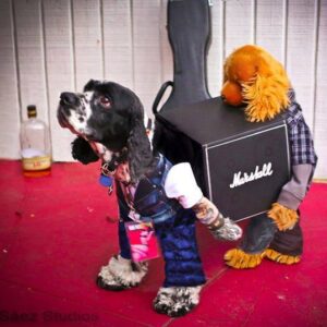 2 dogs in roadie costumes carrying a guitar amp