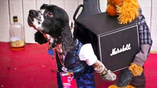 2 dogs in roadie costumes carrying a guitar amp